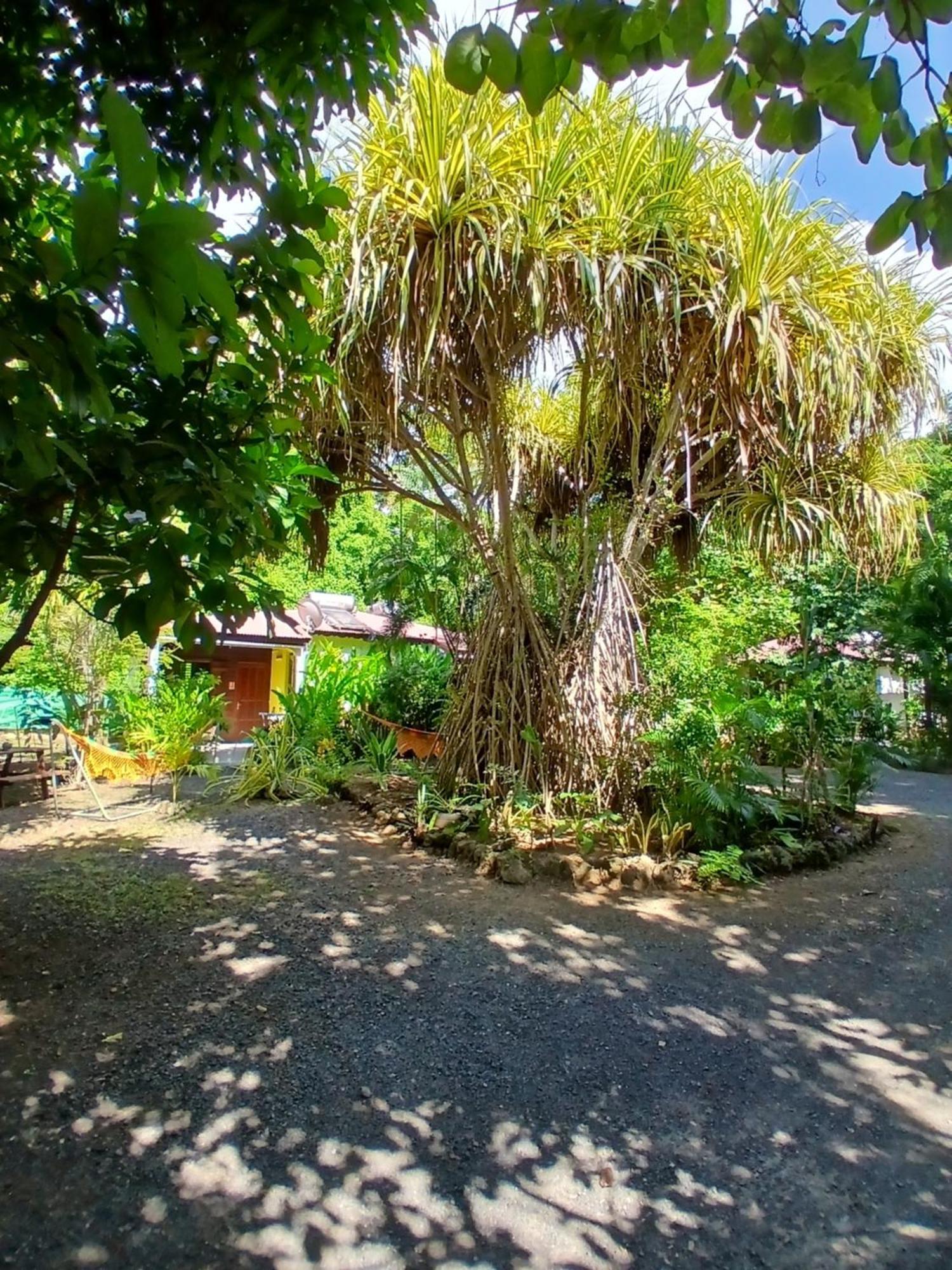 Residence Les Manguiers 黑角 外观 照片