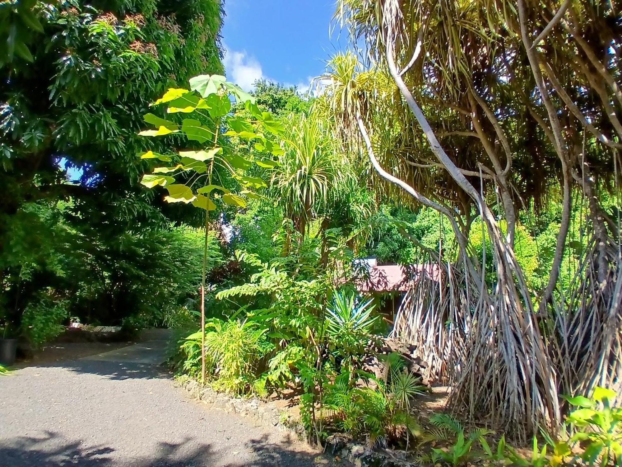 Residence Les Manguiers 黑角 外观 照片