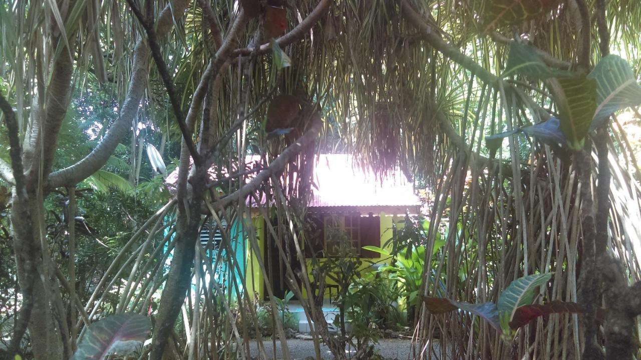 Residence Les Manguiers 黑角 外观 照片